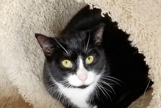 Cuteness overload: 6 furry felines to adopt now in Philadelphia