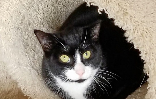 Cuteness overload: 6 furry felines to adopt now in Philadelphia