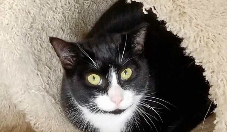 Cuteness overload: 6 furry felines to adopt now in Philadelphia