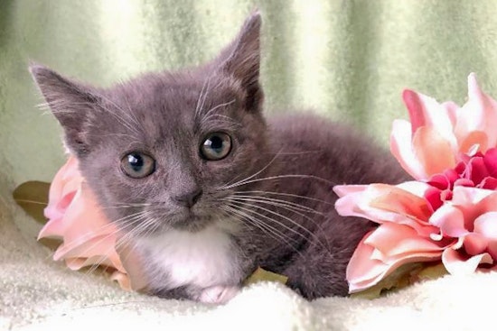 Your daily dose of cute: 5 cuddly kittens to adopt now in Pittsburgh