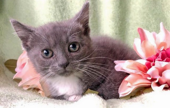 Your daily dose of cute: 5 cuddly kittens to adopt now in Pittsburgh