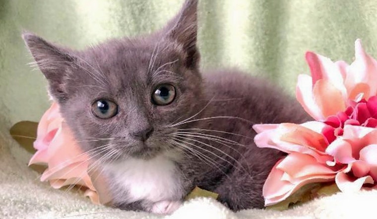 Your daily dose of cute: 5 cuddly kittens to adopt now in Pittsburgh