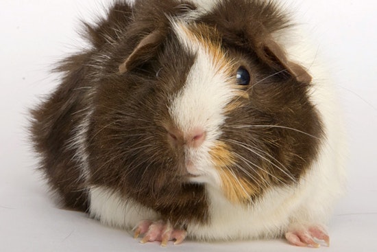 Daily dose of cute: 5 furry friends to adopt now in and around Chicago