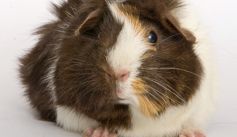 Daily dose of cute: 5 furry friends to adopt now in and around Chicago