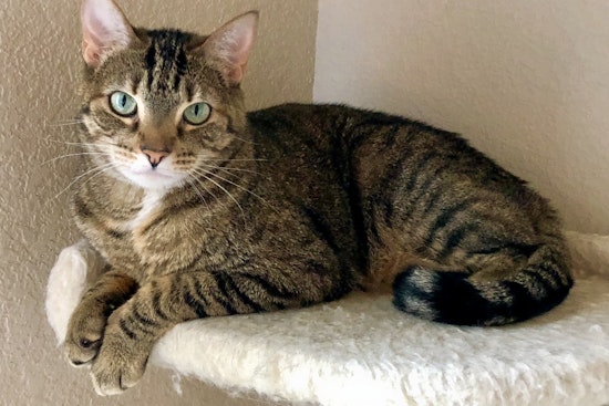 Seeking a forever home: 7 lovable kitties to adopt now in and around Fort Worth