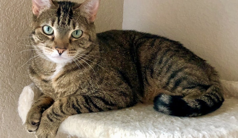 Seeking a forever home: 7 lovable kitties to adopt now in and around Fort Worth
