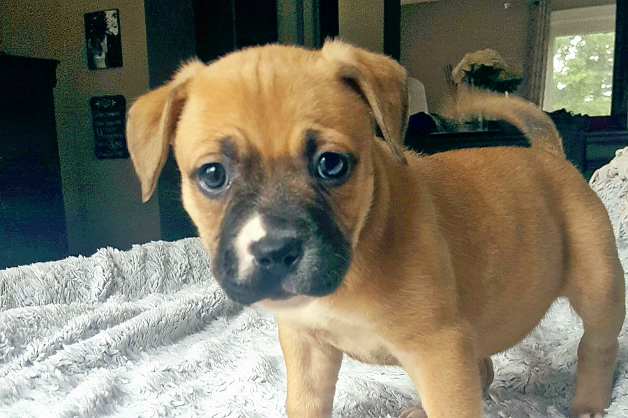 petfinder puggle