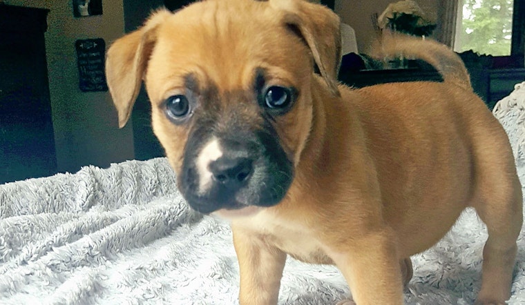Your daily dose of cute: 7 adoptable puppies in Detroit near you