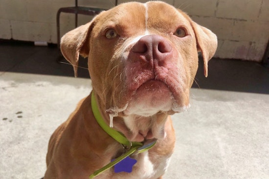 Cuteness overload: 8 cuddly canines to adopt now in and around San Francisco