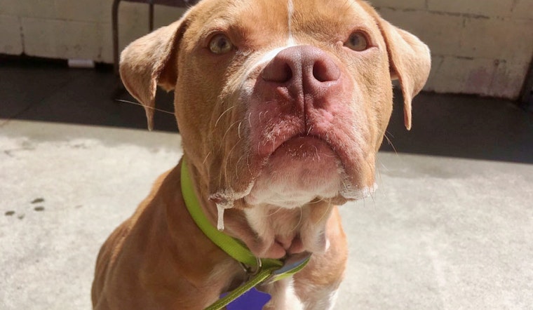 Cuteness overload: 8 cuddly canines to adopt now in and around San Francisco