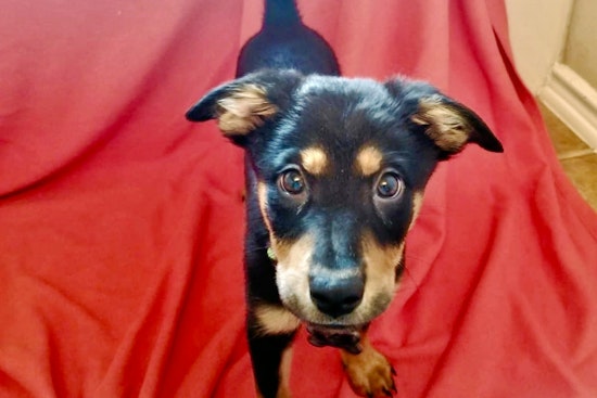 Cuteness overload: 7 eager puppies to adopt now in and around San Antonio