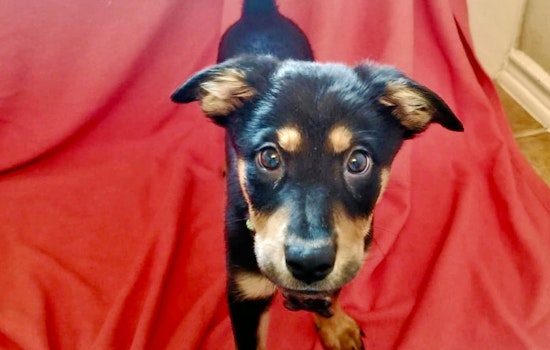 Cuteness overload: 7 eager puppies to adopt now in and around San Antonio