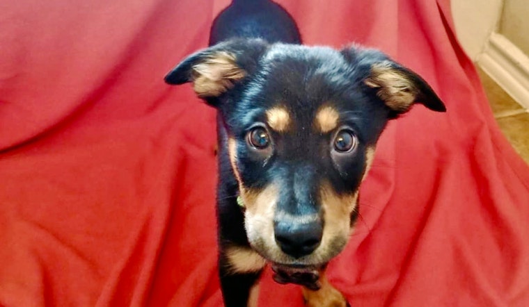 Cuteness overload: 7 eager puppies to adopt now in and around San Antonio