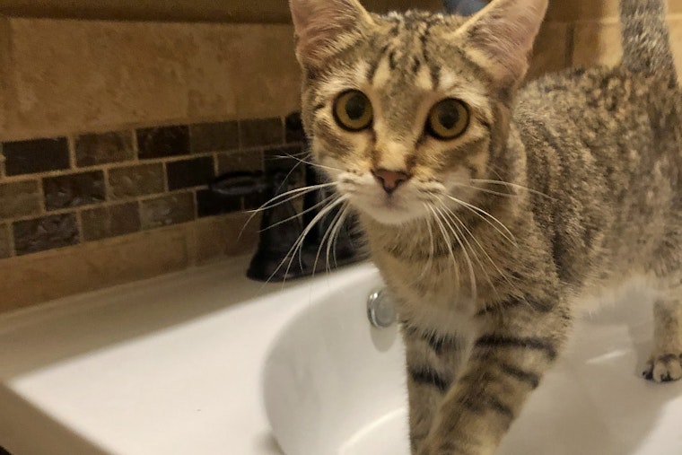 Tail of Two Cities: 6 lovable kitties to adopt now in and around Minneapolis