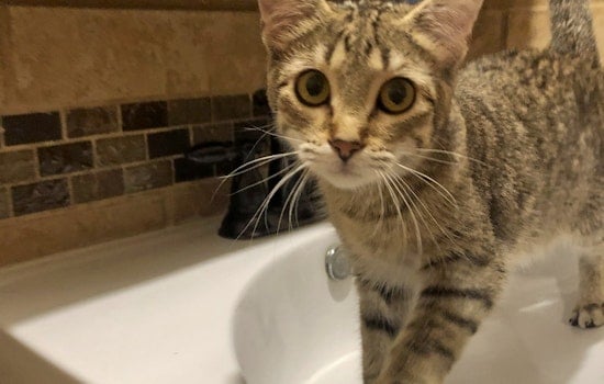 Tail of Two Cities: 6 lovable kitties to adopt now in and around Minneapolis