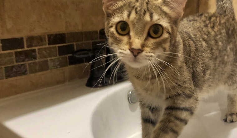 Tail of Two Cities: 6 lovable kitties to adopt now in and around Minneapolis