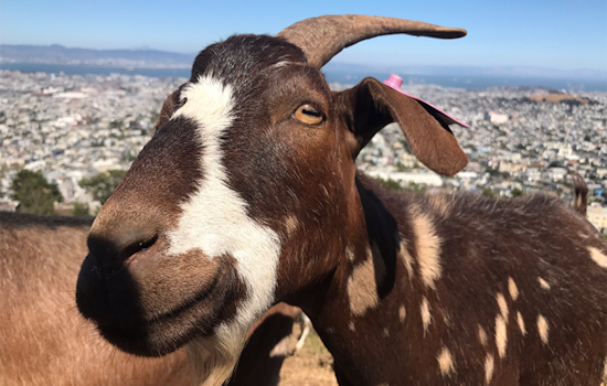100+ Goats Prepare Twin Peaks For Annual Pink Triangle Installation