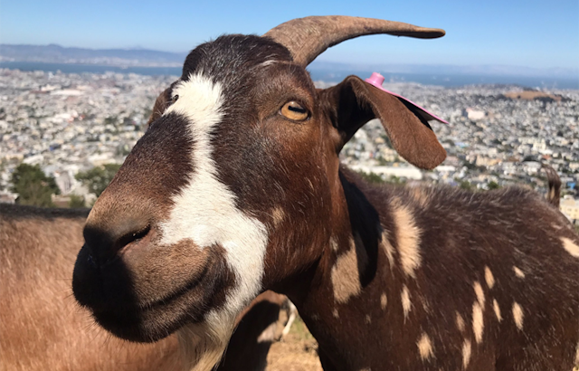 100+ Goats Prepare Twin Peaks For Annual Pink Triangle Installation