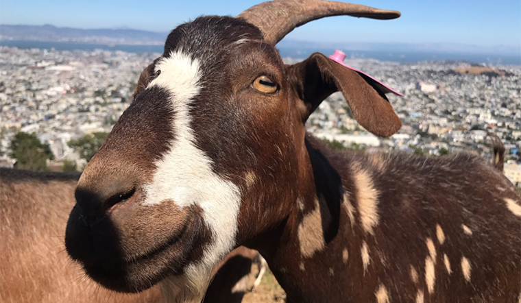 100+ Goats Prepare Twin Peaks For Annual Pink Triangle Installation
