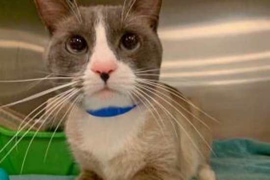 Seeking a forever home: 5 charming cats to adopt now in and around Orlando