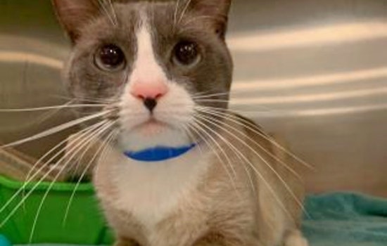 Seeking a forever home: 5 charming cats to adopt now in and around Orlando