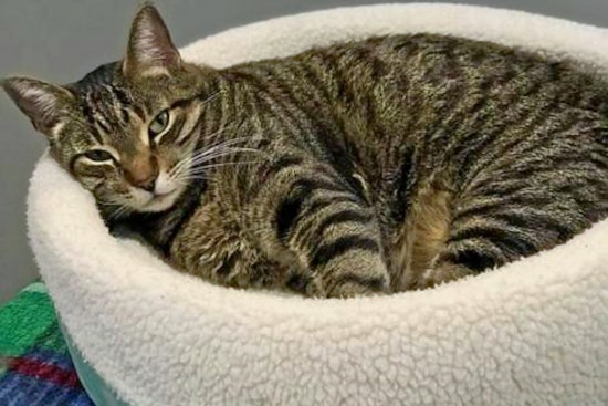 Seeking a forever home: 6 lovable kitties to adopt now in and around Jacksonville