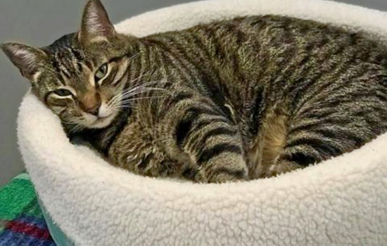 Seeking a forever home: 6 lovable kitties to adopt now in and around Jacksonville
