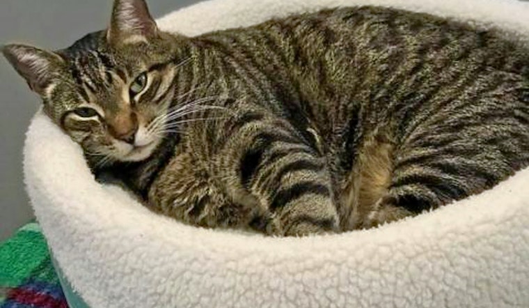 Seeking a forever home: 6 lovable kitties to adopt now in and around Jacksonville