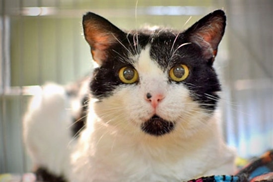 Your daily dose of cute: 7 cool kitties to adopt now in and around Portland