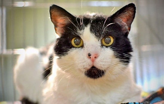 Your daily dose of cute: 7 cool kitties to adopt now in and around Portland