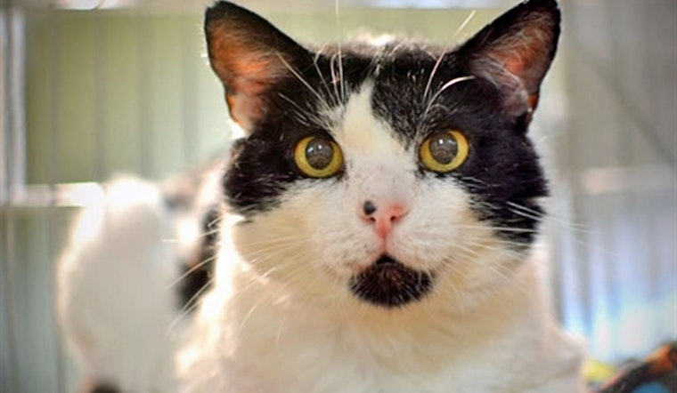 Your daily dose of cute: 7 cool kitties to adopt now in and around Portland