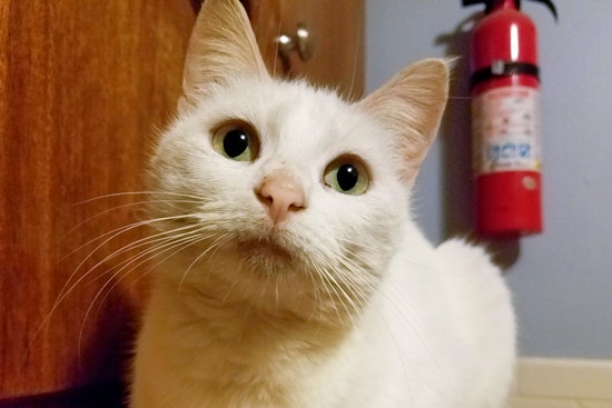 Cuteness overload: 5 lovable kitties to adopt now in and around Tulsa