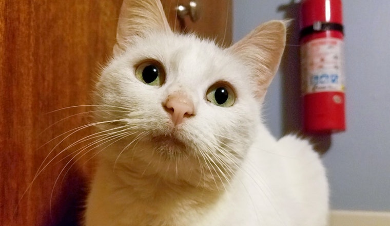 Cuteness overload: 5 lovable kitties to adopt now in and around Tulsa
