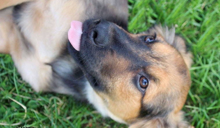 Cuteness overload: 7 precious puppies near you to adopt now in and around Omaha
