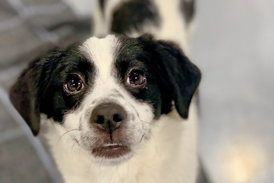 Seeking a forever home: 5 adorable pups to adopt now in and around Seattle