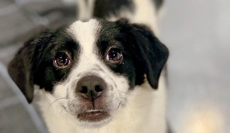 Seeking a forever home: 5 adorable pups to adopt now in and around Seattle