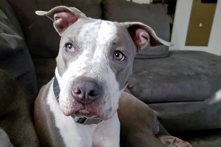 Cuteness overload: 7 cuddly canines to adopt now in and around Milwaukee