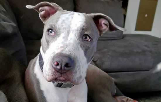 Cuteness overload: 7 cuddly canines to adopt now in and around Milwaukee