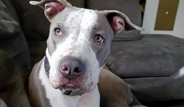 Cuteness overload: 7 cuddly canines to adopt now in and around Milwaukee