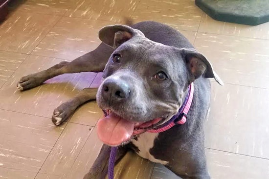 Seeking a forever home: 5 cuddly canines to adopt now in and around Las Vegas