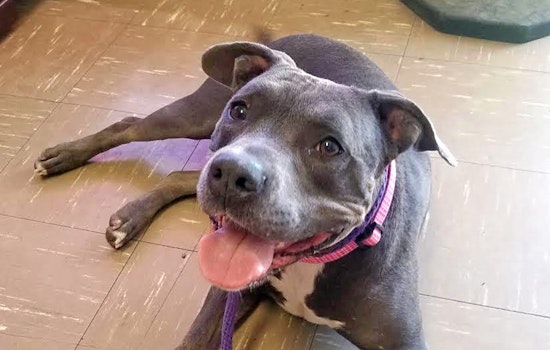 Seeking a forever home: 5 cuddly canines to adopt now in and around Las Vegas