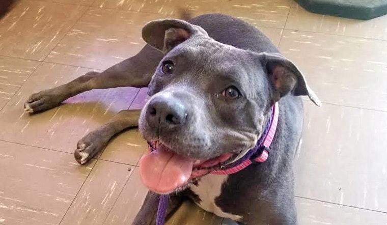 Seeking a forever home: 5 cuddly canines to adopt now in and around Las Vegas