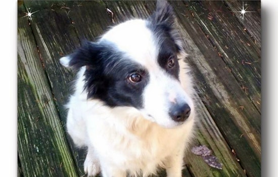 Cuteness overload: 7 delightful doggies to adopt now in and around Columbus