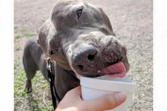 Daily dose of cute: 7 delightful doggies to adopt now in and around Austin