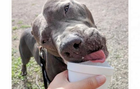Daily dose of cute: 7 delightful doggies to adopt now in and around Austin