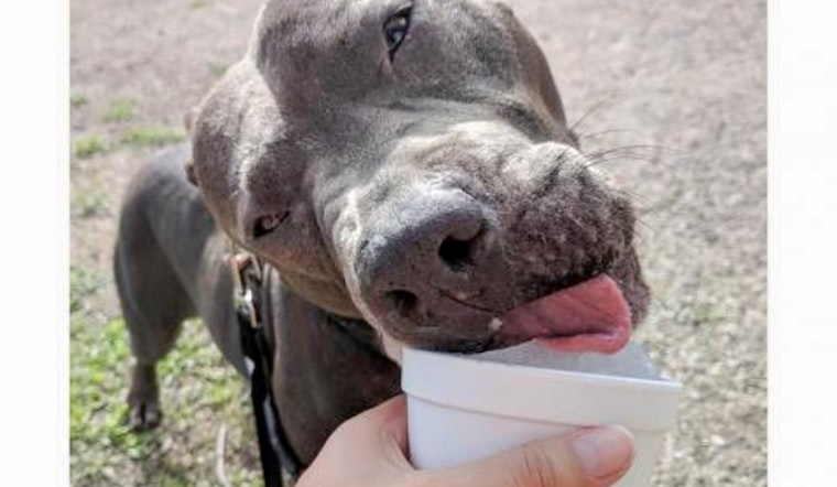 Daily dose of cute: 7 delightful doggies to adopt now in and around Austin