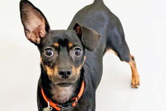 Cuteness overload: 5 delightful doggies to adopt now in and around Atlanta