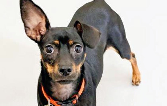 Cuteness overload: 5 delightful doggies to adopt now in and around Atlanta