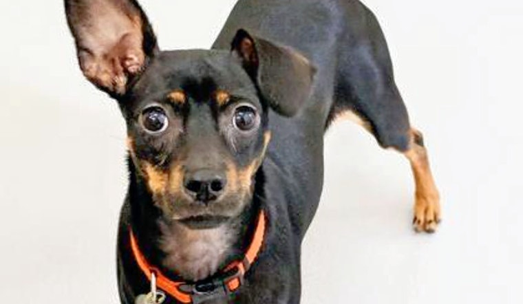 Cuteness overload: 5 delightful doggies to adopt now in and around Atlanta