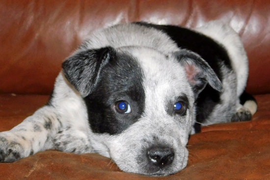 Cuteness overload: 7 cuddle-hungry puppies to adopt now in and around Tampa